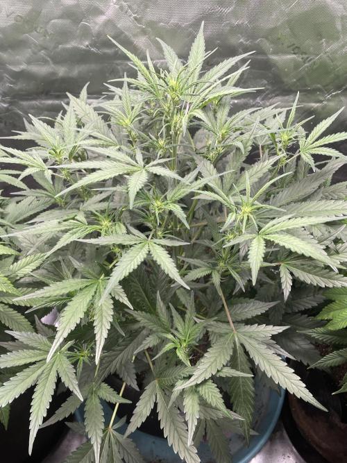 Zkittlez Autoflower. Week 5 - 7/9