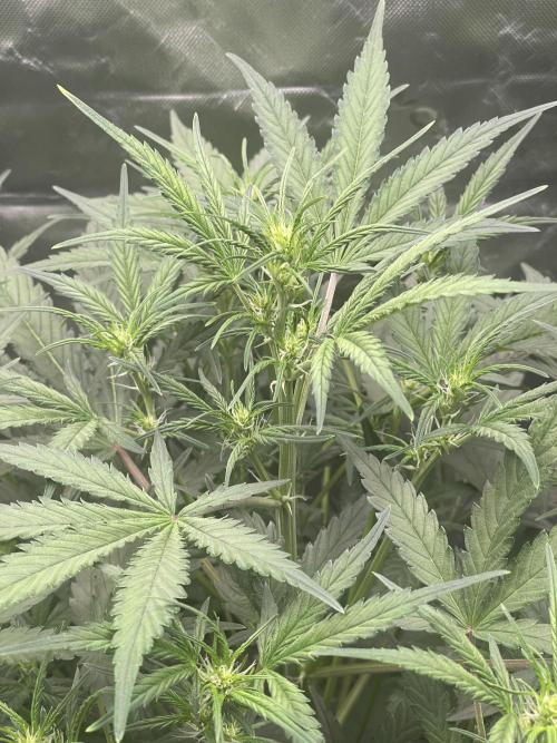 Zkittlez Autoflower. Week 5 - 7/9