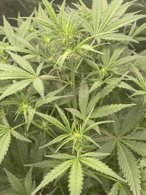 Zkittlez Autoflower. Week 5 - 7/9
