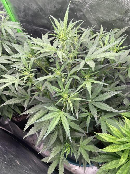 Zkittlez. Week 5