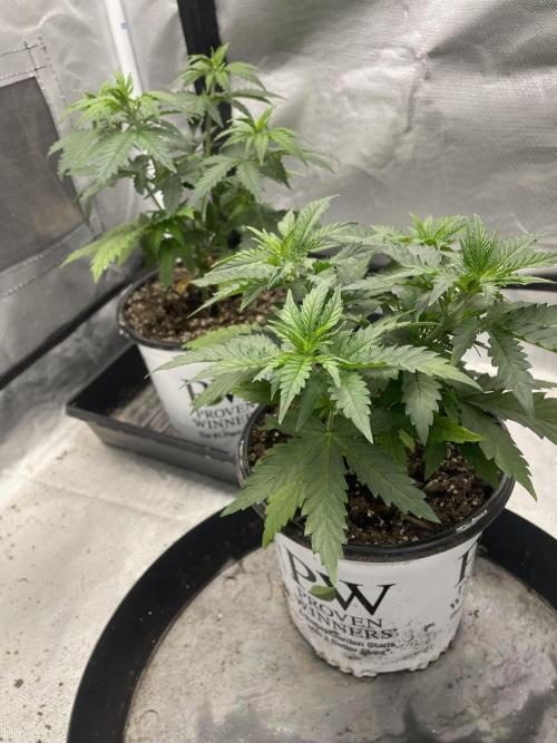 Durban Poison Fem. Week 5 - 7/10