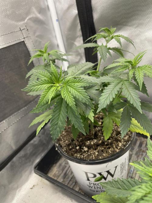 Durban Poison Fem. Week 5