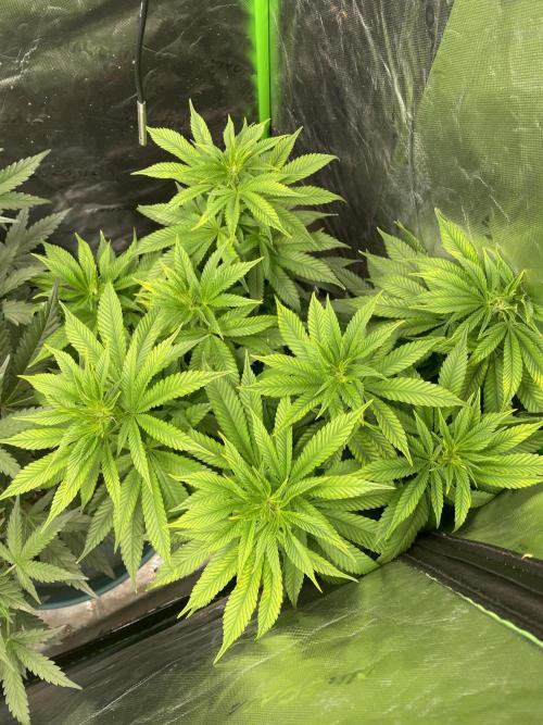 Wonder Woman Fem. Week 12