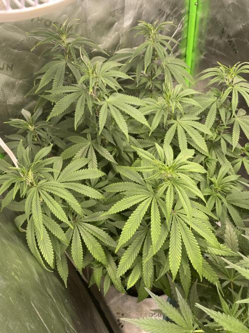 Wonder Woman Fem. Week 12