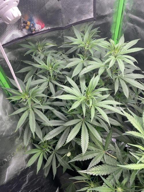 Wonder Woman Fem. Week 14