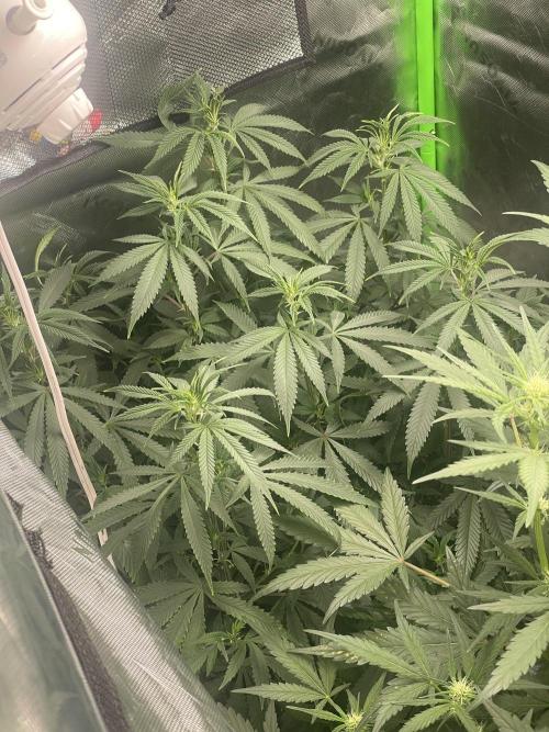 Wonder Woman Fem. Week 14
