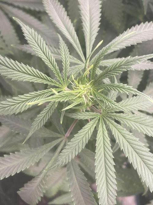 Wonder Woman Fem. Week 14