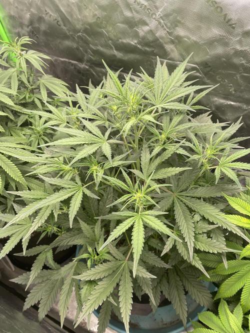 Wonder Woman Fem. Week 13