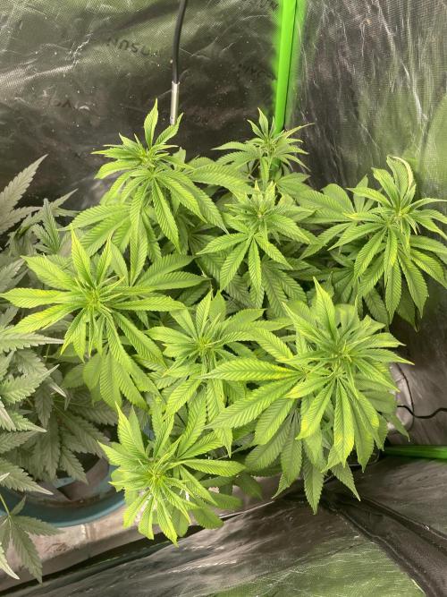 Wonder Woman Fem. Week 13