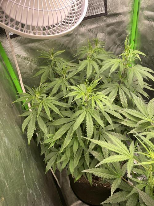 Wonder Woman Fem. Week 13