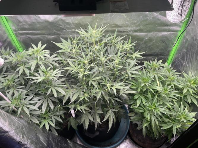 Zkittlez Autoflower. Week 6