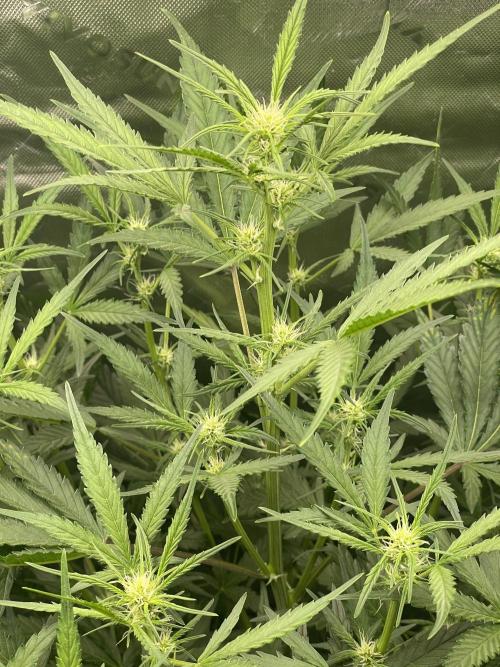Zkittlez Autoflower. Week 6
