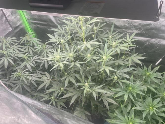Zkittlez Autoflower. Week 6