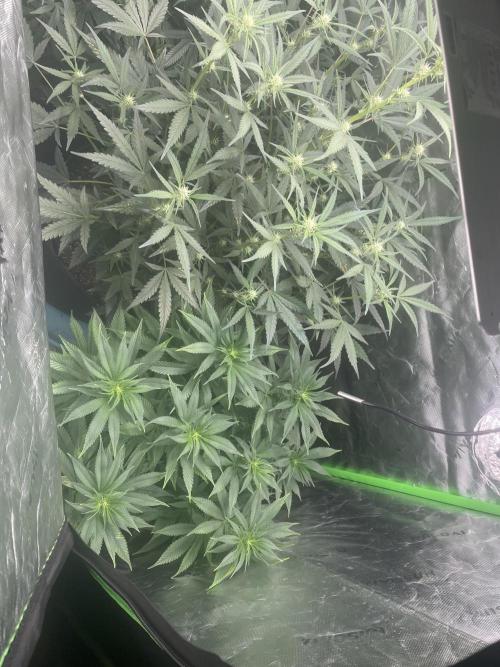 Zkittlez Autoflower. Week 6