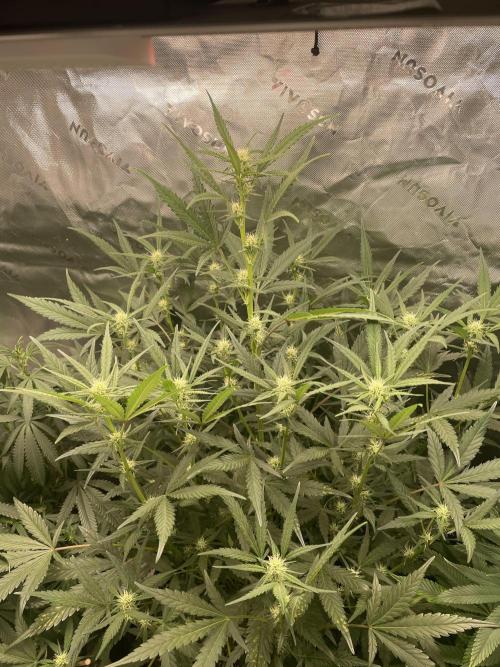 Zkittlez Autoflower. Week 7
