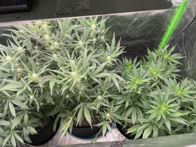 Zkittlez. Week 7