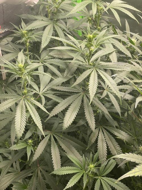 Wonder Woman Fem. Week 15