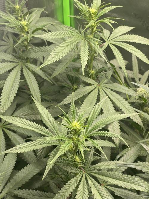 Wonder Woman Fem. Week 15