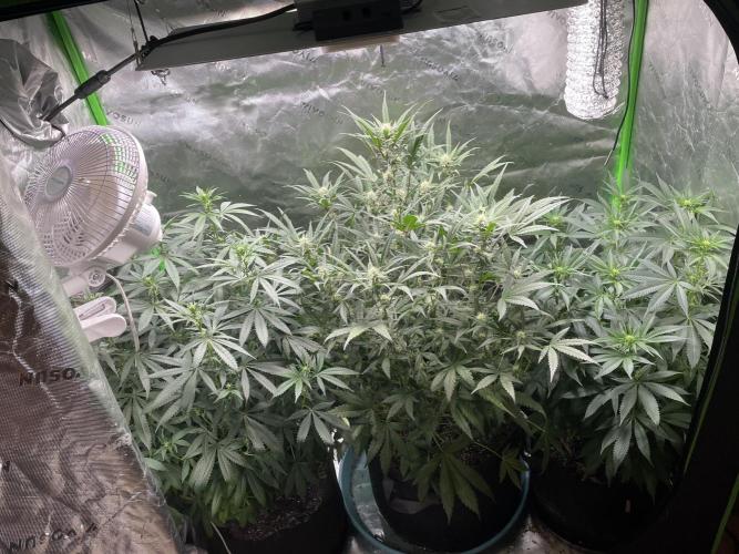 Wonder Woman Fem. Week 15