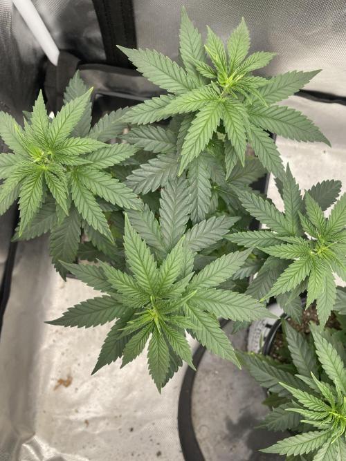 Durban Poison. Week 6