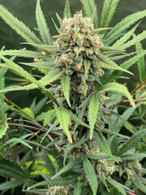 Zkittlez Autoflower. Week 9
