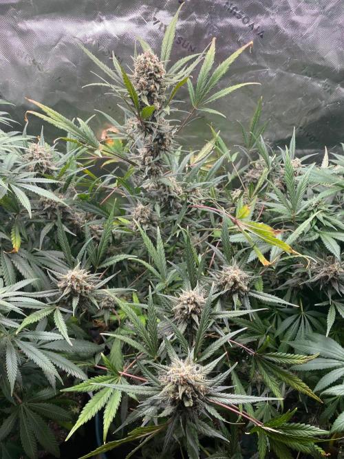 Zkittlez Autoflower. Week 9