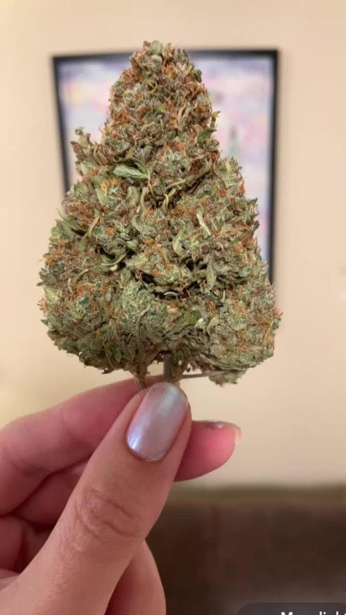 Blue Dream Round 2