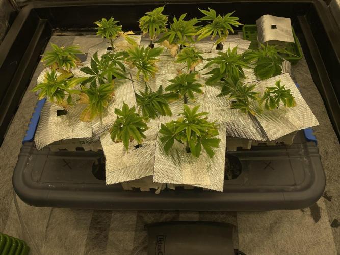 First NFT SoG. Week 1 - 18 holek z toho půjde 16, uvidíme kolik se chytne. Celkově klony v horším stavu.