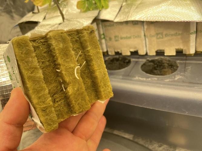 First NFT SoG. Week 1 - Po třech dnech od přesazení do větší rockwoolove kostky se začali objevovat. 