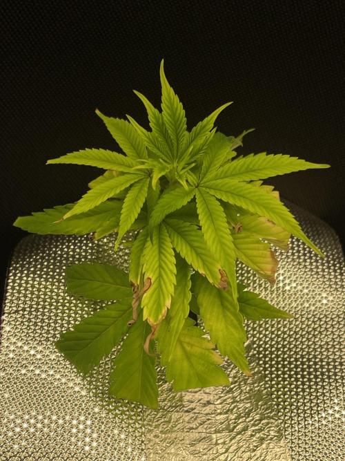 First NFT SoG. Week 1 - Vše nejspíš ok, tři dny od přesazení. 