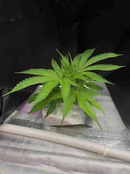 First NFT SoG. Week 2 - První den po přesazení do koncového systému. 