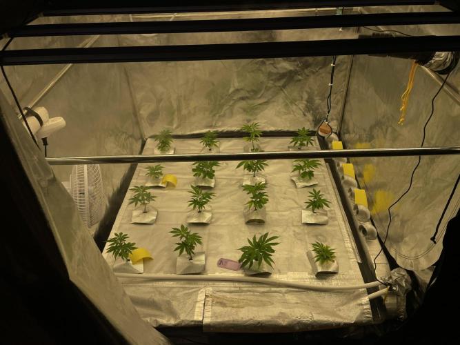 First NFT SoG. Week 2 - Pohled na všechny holky. 