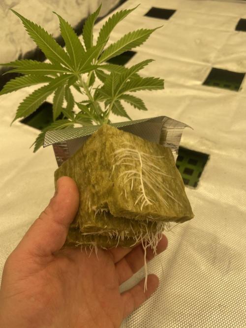 First NFT SoG. Week 2 - S takto prokorenenyma kostkama přesazuji z předpěstování do NFT systému. 