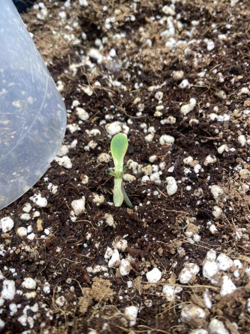 Mephisto Auto Samplerun. Week 0 - Small Plastic Domes are preferred oveglass, for heat dissipation/light disturban