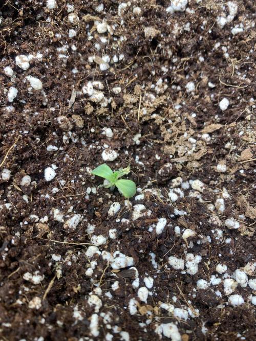 Mephisto Auto Samplerun. Week 0