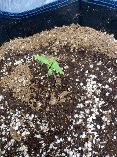 Mephisto Auto Samplerun. Week 0