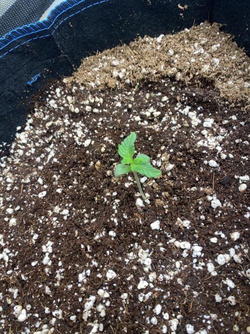 Mephisto Auto Samplerun. Week 0