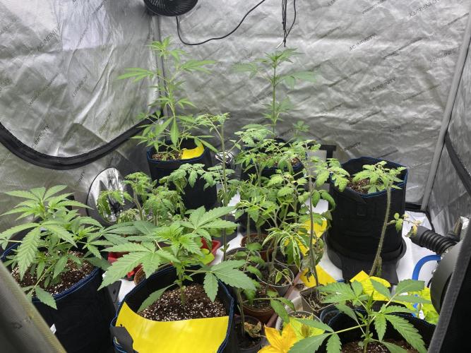 Mephisto Auto Samplerun. Week 1 - Second Row
Left Corner: Dosi Delirium
Center: Cheese 1/1
Right Corner:Fruit Puch