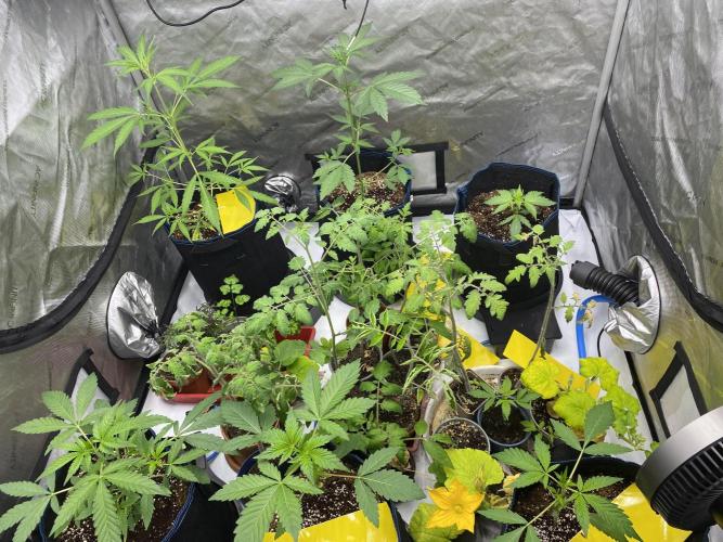 Mephisto Auto Samplerun. Week 1 - First Row
Left corner: Monkey Momento
Center: El Chem Kiwi
Right: Monkey Momento