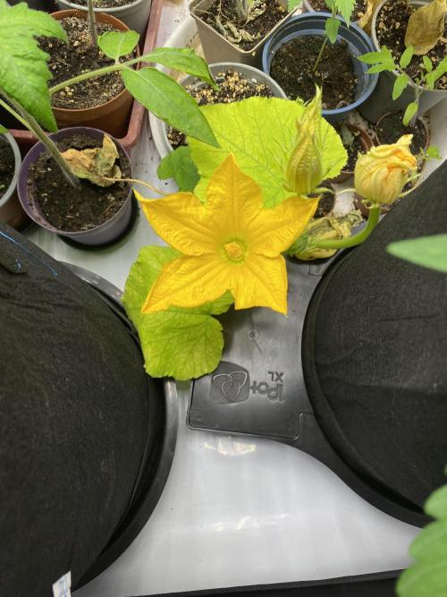 Mephisto Auto Samplerun. Week 1