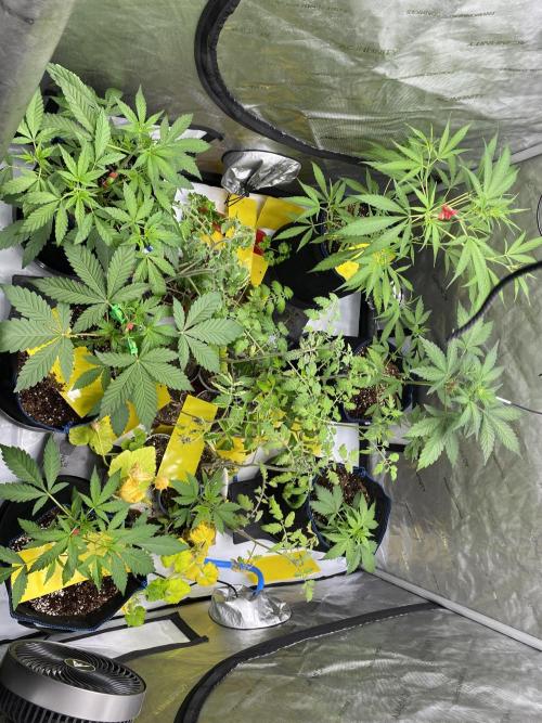 Mephisto Auto Samplerun. Week 2