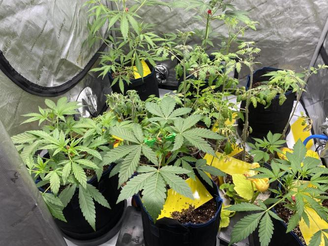 Mephisto Auto Samplerun. Week 2