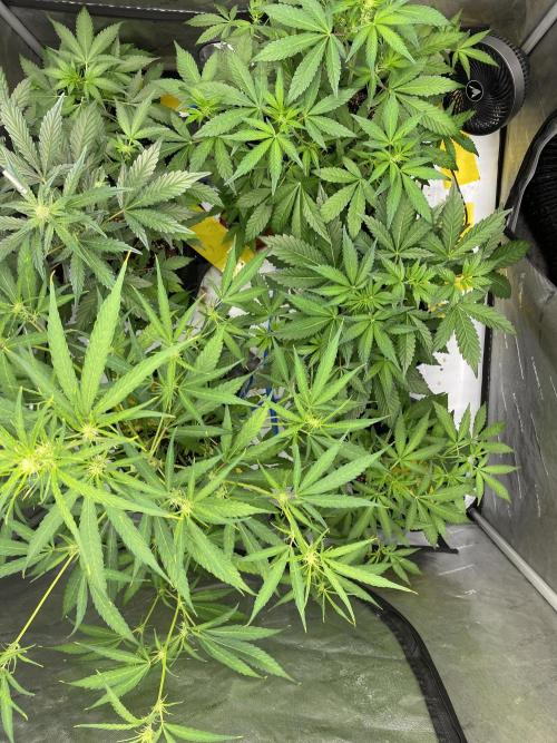 Mephisto Auto Samplerun. Week 3