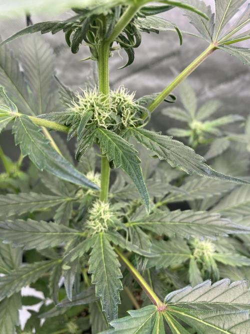 Mephisto Auto Samplerun. Week 3