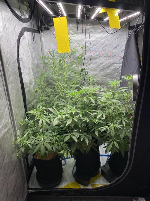 Mephisto Auto Samplerun. Week 3