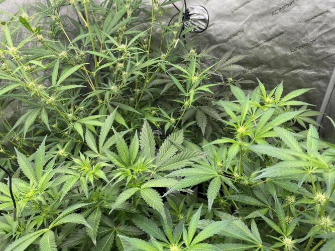 Mephisto Auto Samplerun. Week 3