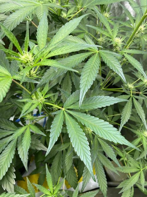 Mephisto Auto Samplerun. Week 3 - Some Potassium Issues. Guess my tab water is too high in PH. Got some CalMag in 