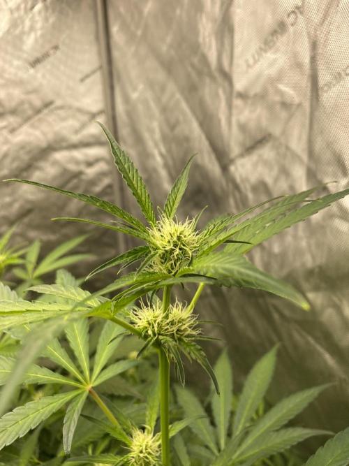 Mephisto Auto Samplerun. Week 4