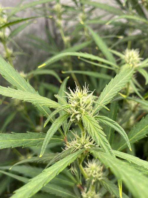 Mephisto Auto Samplerun. Week 4