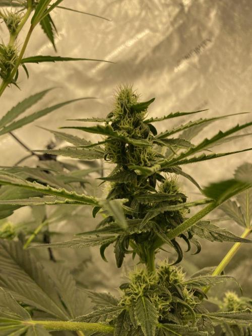 Mephisto Auto Samplerun. Week 4